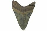 Fossil Megalodon Tooth - Colorful, Glossy Enamel #180984-2